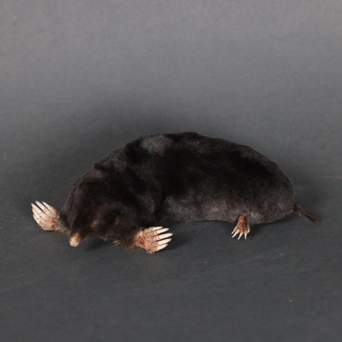 3225 - Taxidermy: Mole. 
A freestanding full mount taxidermy mole.