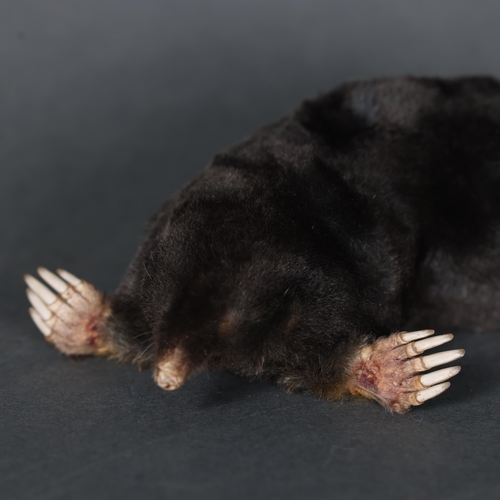 3225 - Taxidermy: Mole. 
A freestanding full mount taxidermy mole.