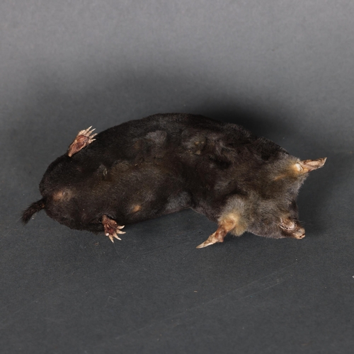 3225 - Taxidermy: Mole. 
A freestanding full mount taxidermy mole.