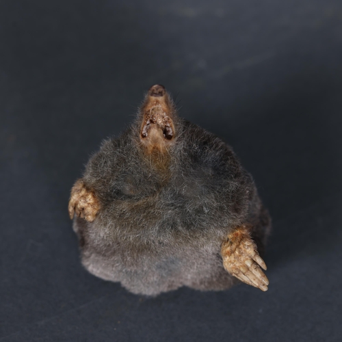 3226 - Taxidermy: Mole Magnet. 
A half mount taxidermy mole, with head and front paws. Mounted with a stron... 