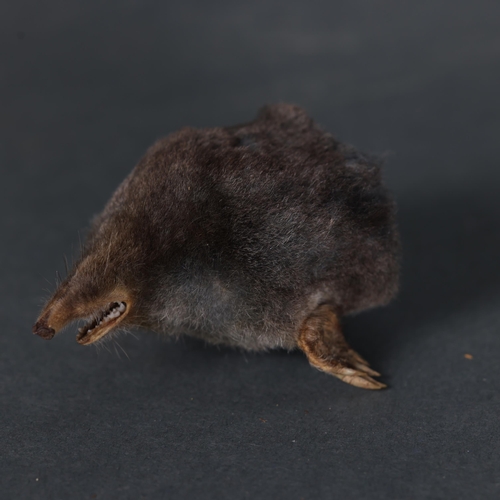 3226 - Taxidermy: Mole Magnet. 
A half mount taxidermy mole, with head and front paws. Mounted with a stron... 