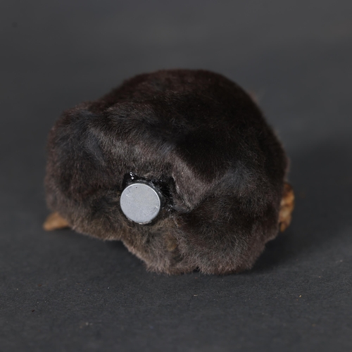 3226 - Taxidermy: Mole Magnet. 
A half mount taxidermy mole, with head and front paws. Mounted with a stron... 