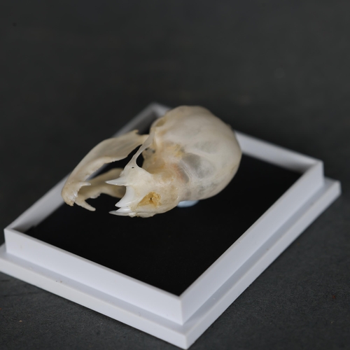 3227 - Taxidermy: Vampire Bat Skull. A rarely seen specimen of a genuine vampire bat skull. The incisor and... 