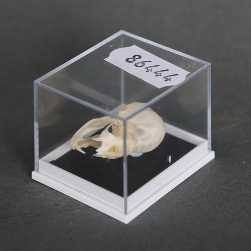 3227 - Taxidermy: Vampire Bat Skull. A rarely seen specimen of a genuine vampire bat skull. The incisor and... 