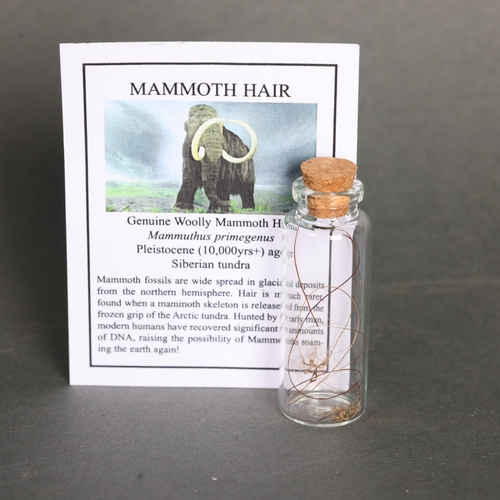 3228 - Curiosity: Jar of Extinct Woolly Mammoth Hair. Hair obtained from a Mammuthus primegenus specimen th... 