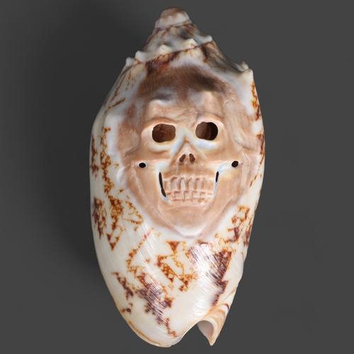 3239 - Natural History: Hand carved volute shell with skull
A volute shell which has been hand carved and p... 