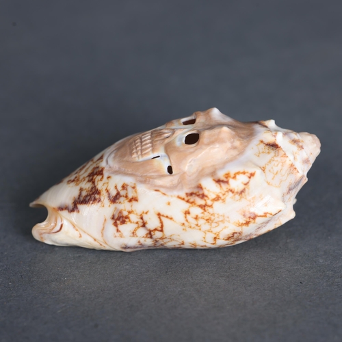 3239 - Natural History: Hand carved volute shell with skull
A volute shell which has been hand carved and p... 