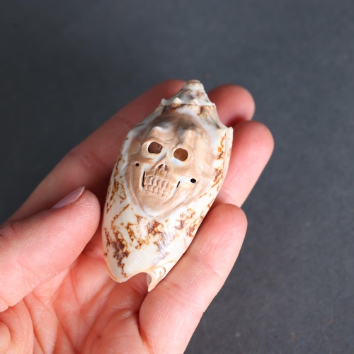 3239 - Natural History: Hand carved volute shell with skull
A volute shell which has been hand carved and p... 