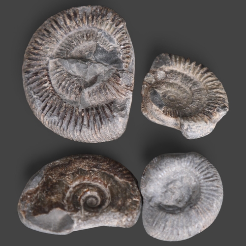 3318 - Fossils : Four small unpolished ammonites, widest diameter 7cm, (4).