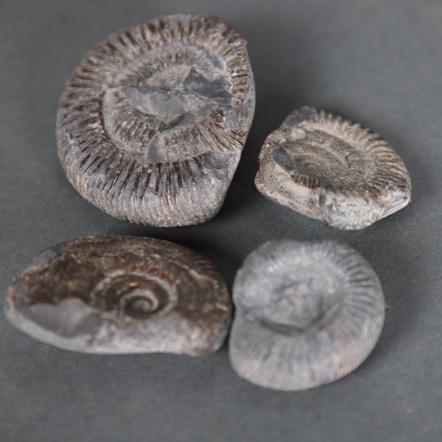 3318 - Fossils : Four small unpolished ammonites, widest diameter 7cm, (4).