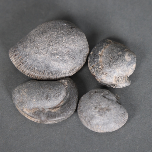 3318 - Fossils : Four small unpolished ammonites, widest diameter 7cm, (4).