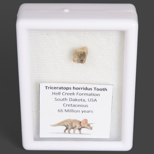 3321 - Fossil: Triceratops Tooth. A piece of Triceratops horridus tooth in glass topped specimen display bo... 