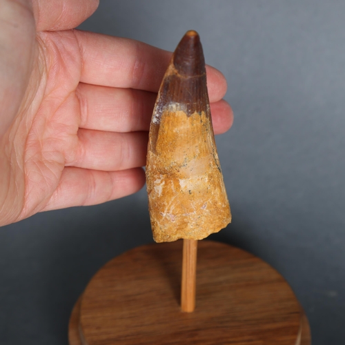 3326 - Fossil: Extinct Spinosaurus Dinosaur tooth, Late Cretaceous, ~100 million years old
Collected South ... 