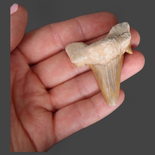 3327 - Fossil: Otodus Shark tooth ~55 million years old. Otodus obliquus is an extinct species of giant mac... 