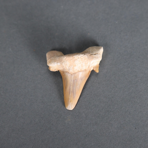 3327 - Fossil: Otodus Shark tooth ~55 million years old. Otodus obliquus is an extinct species of giant mac... 