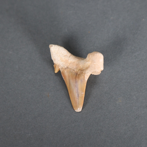 3327 - Fossil: Otodus Shark tooth ~55 million years old. Otodus obliquus is an extinct species of giant mac... 