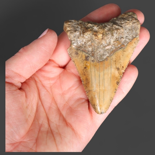 3329 - Fossil: Large Extinct Megalodon Shark tooth, 8cm long. The Megalodon (Otodus megalodon) meaning 