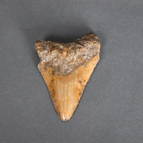 3329 - Fossil: Large Extinct Megalodon Shark tooth, 8cm long. The Megalodon (Otodus megalodon) meaning 