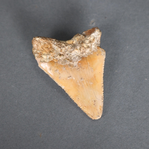 3329 - Fossil: Large Extinct Megalodon Shark tooth, 8cm long. The Megalodon (Otodus megalodon) meaning 