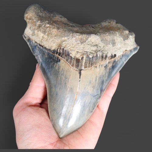 3330 - Fossil: Large Extinct Blue Megalodon Shark tooth, 14.5cm long. The Megalodon (Otodus megalodon) mean... 