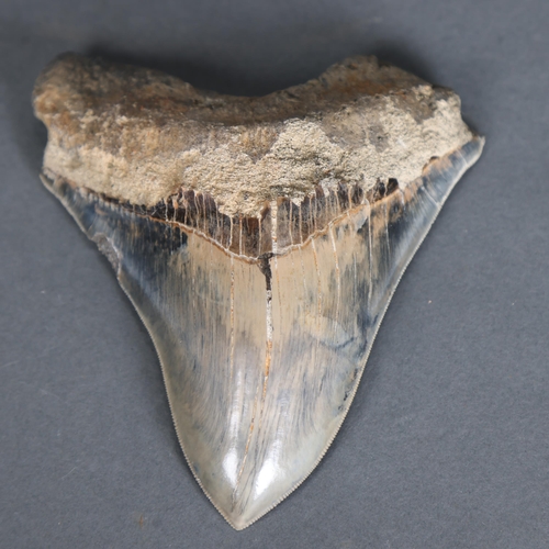 3330 - Fossil: Large Extinct Blue Megalodon Shark tooth, 14.5cm long. The Megalodon (Otodus megalodon) mean... 