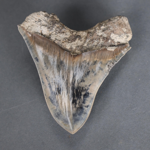 3330 - Fossil: Large Extinct Blue Megalodon Shark tooth, 14.5cm long. The Megalodon (Otodus megalodon) mean... 