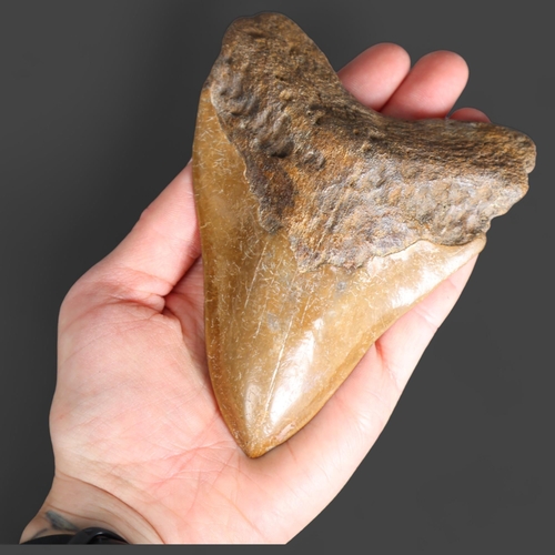 3331 - Fossil: Large Extinct Megalodon Shark tooth, 13cm long. The Megalodon (Otodus megalodon) meaning 