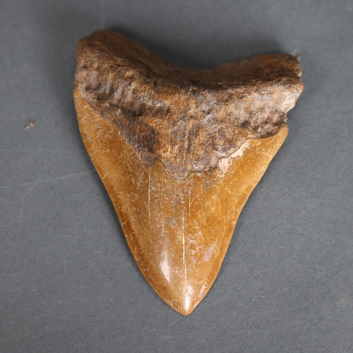 3331 - Fossil: Large Extinct Megalodon Shark tooth, 13cm long. The Megalodon (Otodus megalodon) meaning 