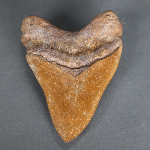 3331 - Fossil: Large Extinct Megalodon Shark tooth, 13cm long. The Megalodon (Otodus megalodon) meaning 