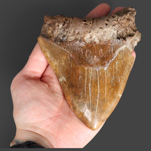 3332 - Fossil: Large Extinct Megalodon Shark tooth, 13.5cm long. The Megalodon (Otodus megalodon) meaning 