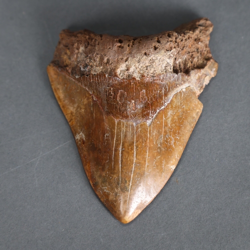 3332 - Fossil: Large Extinct Megalodon Shark tooth, 13.5cm long. The Megalodon (Otodus megalodon) meaning 