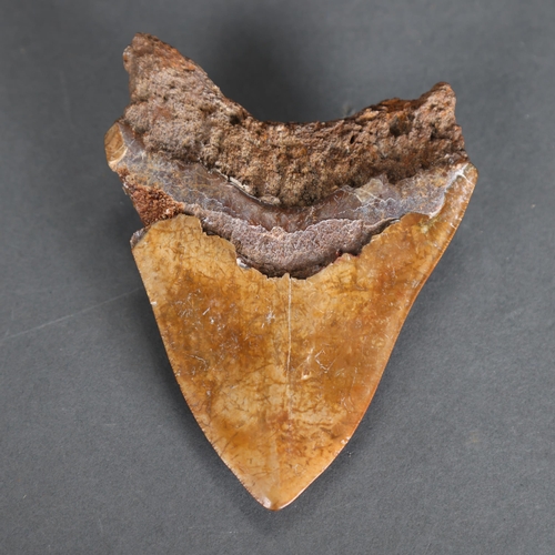 3332 - Fossil: Large Extinct Megalodon Shark tooth, 13.5cm long. The Megalodon (Otodus megalodon) meaning 