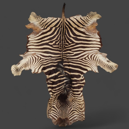 3335 - Taxidermy : A large and impressive early 20th Century Zebra skin, mane and tail are present, 273cm n... 