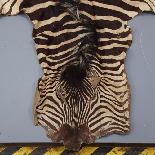 3335 - Taxidermy : A large and impressive early 20th Century Zebra skin, mane and tail are present, 273cm n... 