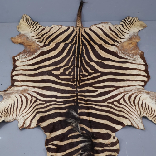 3335 - Taxidermy : A large and impressive early 20th Century Zebra skin, mane and tail are present, 273cm n... 