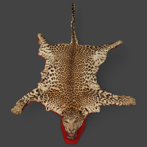 3337 - Taxidermy - an antique Indian Leopard skin rug, no taxidermist labels, on red baize backing, head to... 