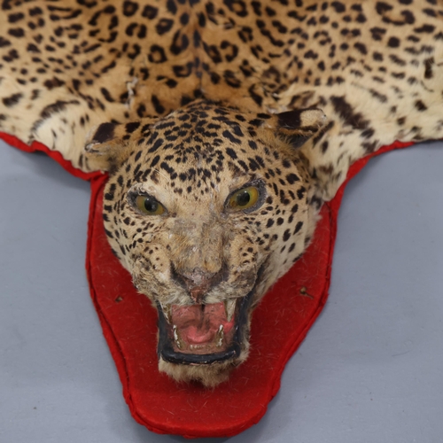 3337 - Taxidermy - an antique Indian Leopard skin rug, no taxidermist labels, on red baize backing, head to... 