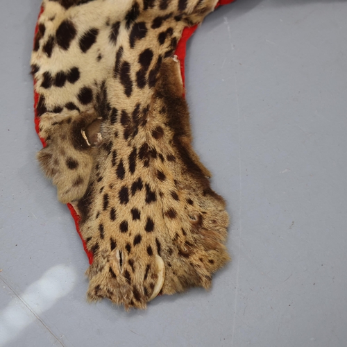 3337 - Taxidermy - an antique Indian Leopard skin rug, no taxidermist labels, on red baize backing, head to... 