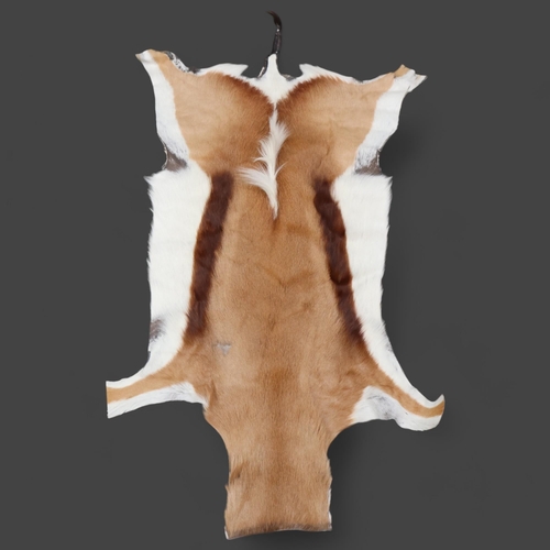 3338 - Taxidermy : a small African Springbok (Antidorcas marsupialis) hide, length 125cm, width 65cm.