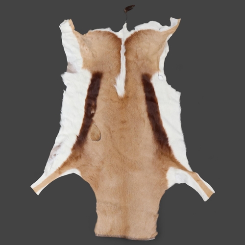 3339 - Taxidermy : a small African Springbok (Antidorcas marsupialis) hide, length 135cm, width 75cm.