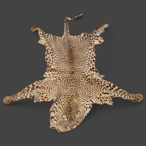 3340 - WITHDRAWN Taxidermy - an antique Indian Leopard skin rug, no taxidermist labels, head to tail 220cm,... 