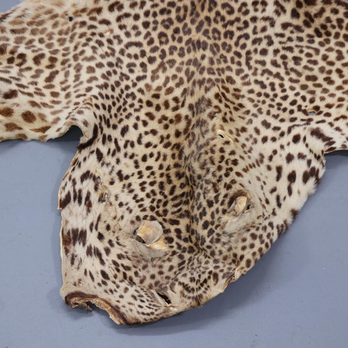 3340 - WITHDRAWN Taxidermy - an antique Indian Leopard skin rug, no taxidermist labels, head to tail 220cm,... 