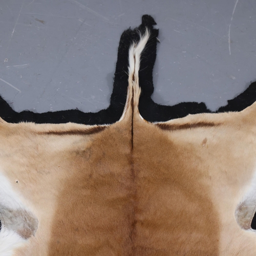 3341 - Taxidermy: Impala Antelope Skin Hide 
A medium skin hide rug / throw tanned and supple. Mounted to b... 