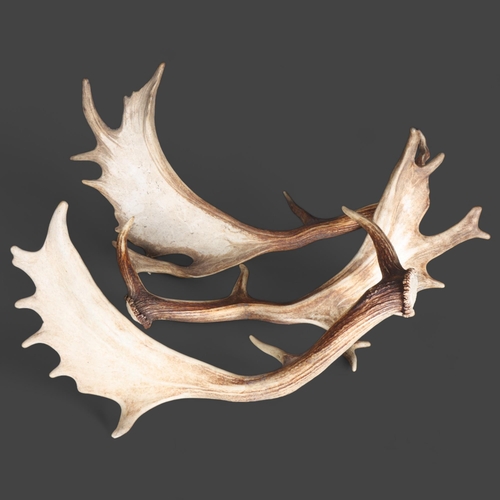 3343 - Antlers/Horns : a group of three naturally shed Fallow Deer antlers, largest 61cm, (3).