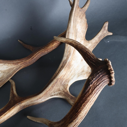 3343 - Antlers/Horns : a group of three naturally shed Fallow Deer antlers, largest 61cm, (3).