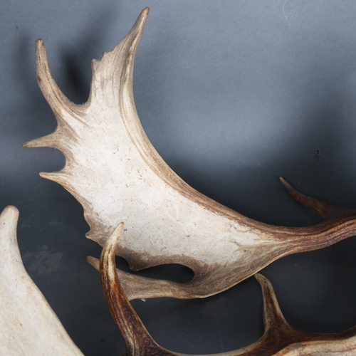 3343 - Antlers/Horns : a group of three naturally shed Fallow Deer antlers, largest 61cm, (3).