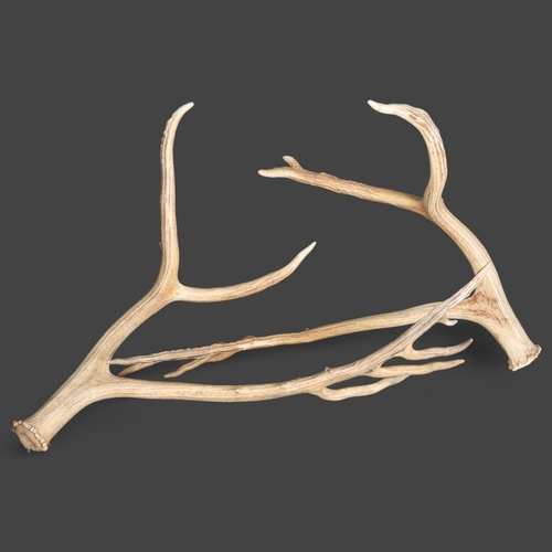 3344 - Antlers/Horns : An impressive set, possibly a pair, of naturally shed Red Deer Stag antlers, largest... 