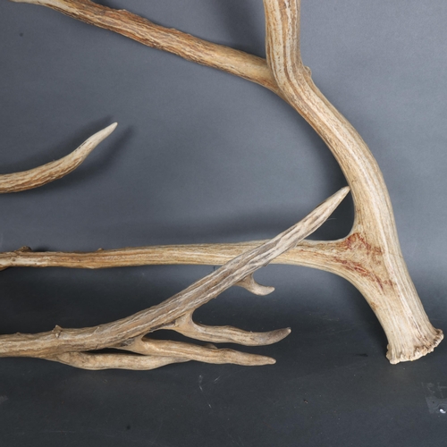 3344 - Antlers/Horns : An impressive set, possibly a pair, of naturally shed Red Deer Stag antlers, largest... 