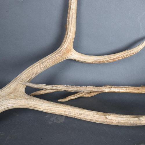 3344 - Antlers/Horns : An impressive set, possibly a pair, of naturally shed Red Deer Stag antlers, largest... 