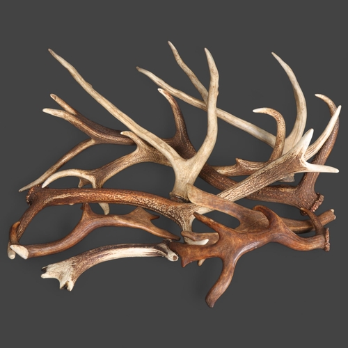 3345 - Antlers/Horns : A group of nine, naturally shed antlers, various species, largest 73cm, (9).